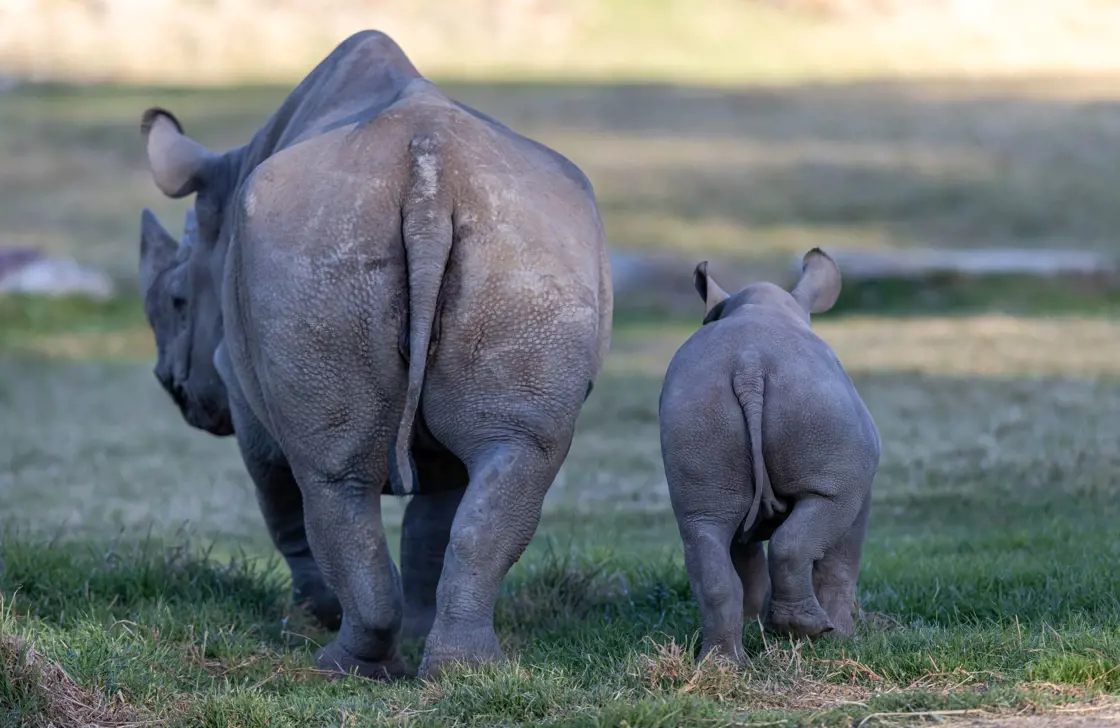 Black Rhino Calf with mother