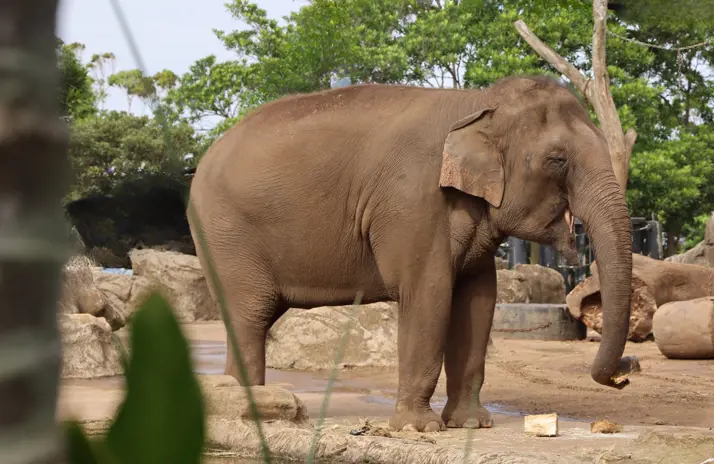 Asian Elephant next to body of water 
