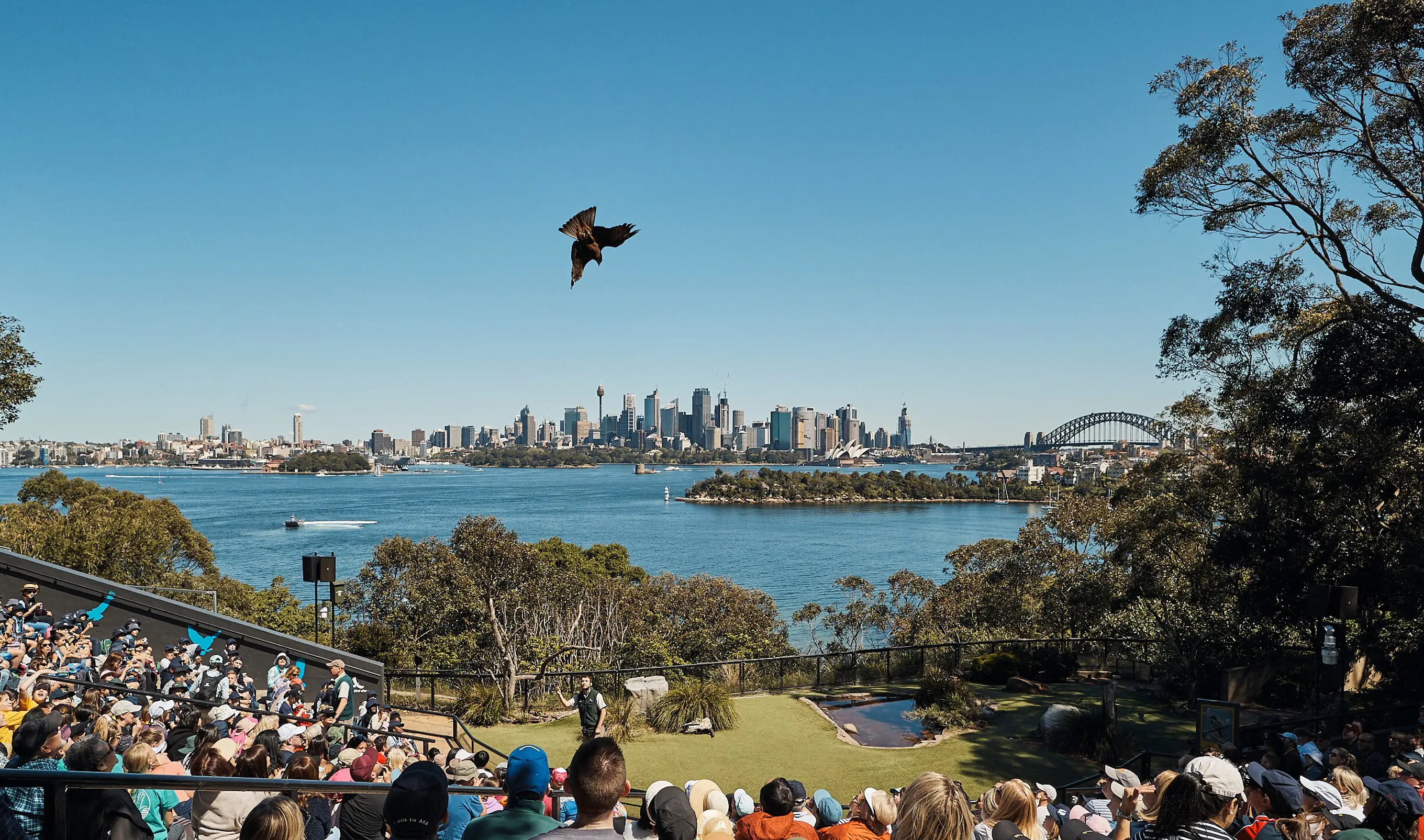 Image of Free Flight Bird Presentation